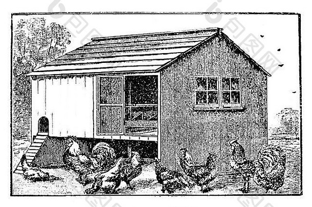 母鸡房子古董插图