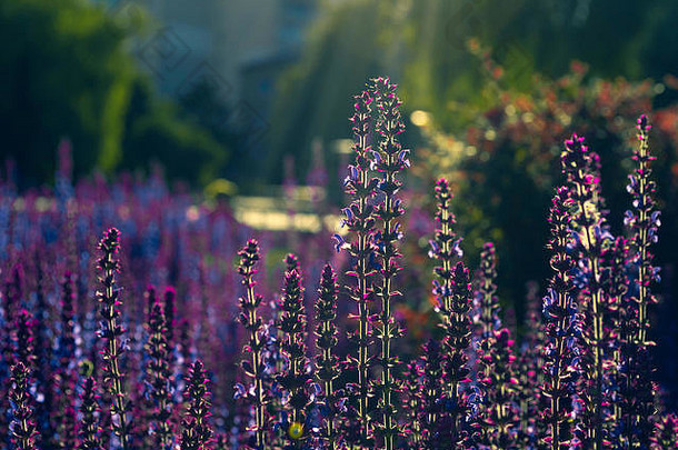 卢平场紫色的粉红色的花阳光闪亮的植物春天夏天