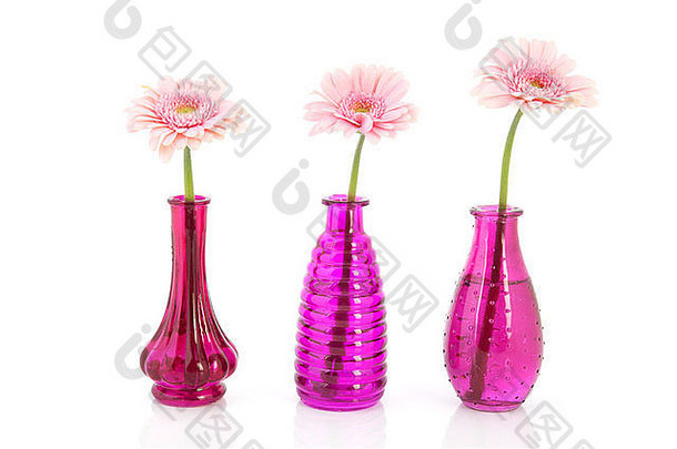 粉红色的花瓶单美国格柏公司花孤立的白色背景