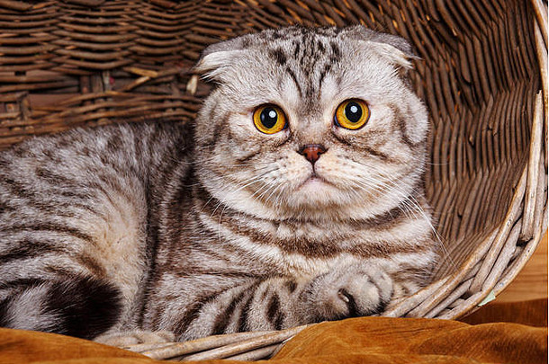 Bicolor条纹猫黄色的眼睛苏格兰褶皱坐在木篮子