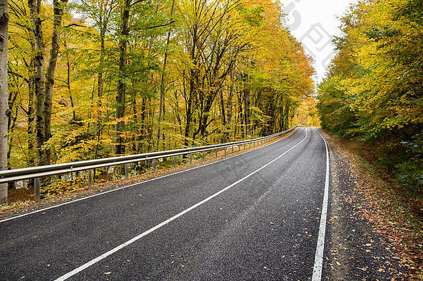 自然车旅行季节概念国跟踪很多树灌木植物叶子阳光明媚的黄色的光绿色颜色