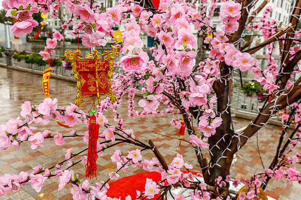 粉红色的桃子花盛开的树街道庆祝泰特越南一年河内越南