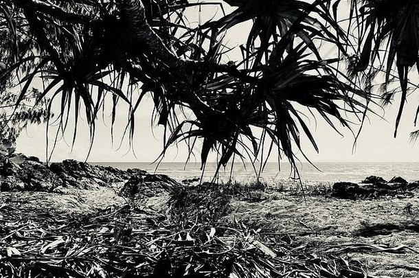 露兜树叶子突出热带海滩toomulla昆士兰澳大利亚