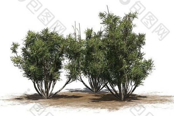 非洲橄榄灌木集团沙子区域孤立的白色背景
