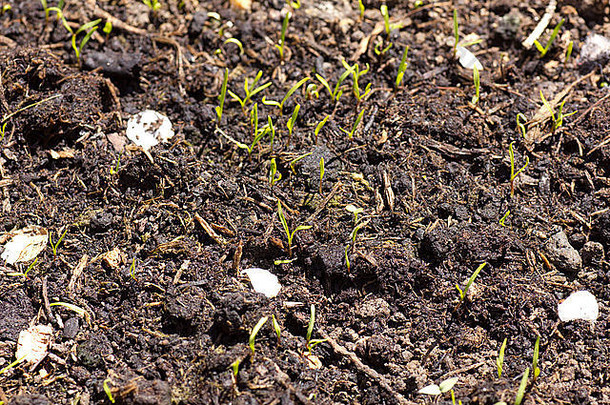 菠菜幼苗播种春天