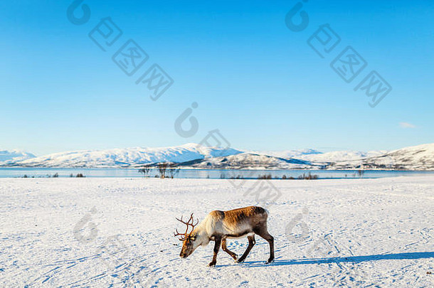 驯鹿北部挪威惊人的峡湾风景阳光明媚的冬天一天