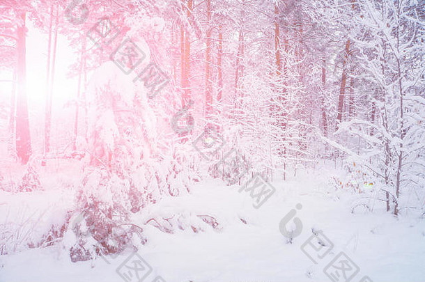 美丽的松森林雪阳光明媚的天气<strong>圣诞节</strong>背景