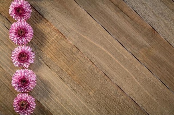 花作文粉红色的菊花春天概念木背景平躺复制空间