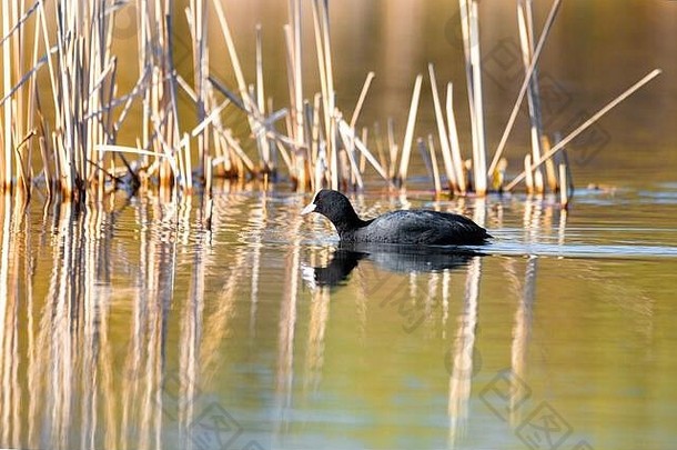 水鸟欧亚傻瓜Fulica阿特拉隐藏已经池塘捷克共和国欧洲野生动物