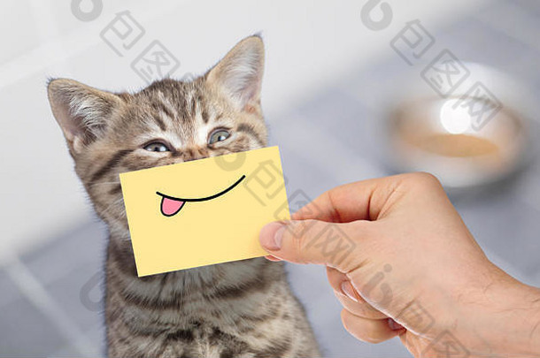 有趣的猫微笑舌头纸板坐着食物