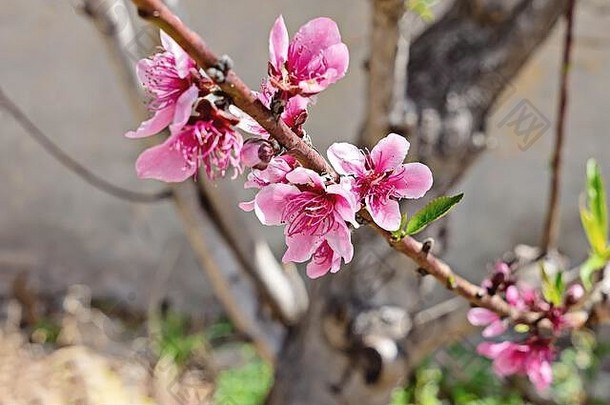春天背景粉红色的开花分支杏仁美丽的自然场景盛开的树太阳耀斑复活节阳光明媚的一天春天花春天摘要模糊背景
