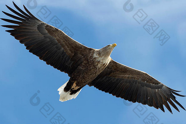 成人白色跟踪鹰飞行蓝色的天空背景科学Haliaeetus阿尔比西拉白尾海雕白尾海雕灰色的鹰欧亚海