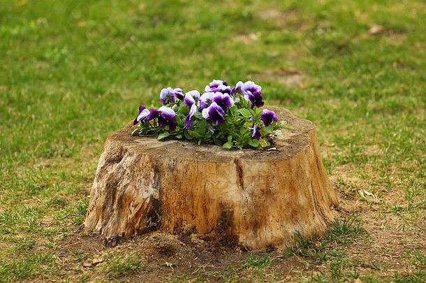三色紫罗兰花圃使内部树桩Diy景观设计