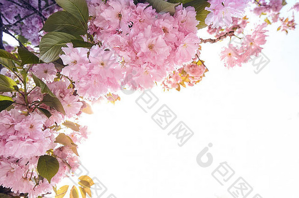 盛开的粉红色的麻布树<strong>春天</strong>
