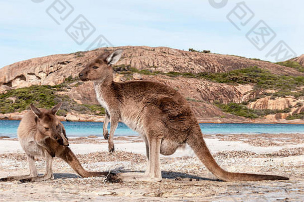 野生袋鼠海滩澳大利亚