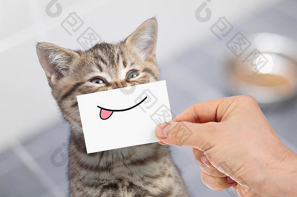有趣的猫微笑舌头纸板