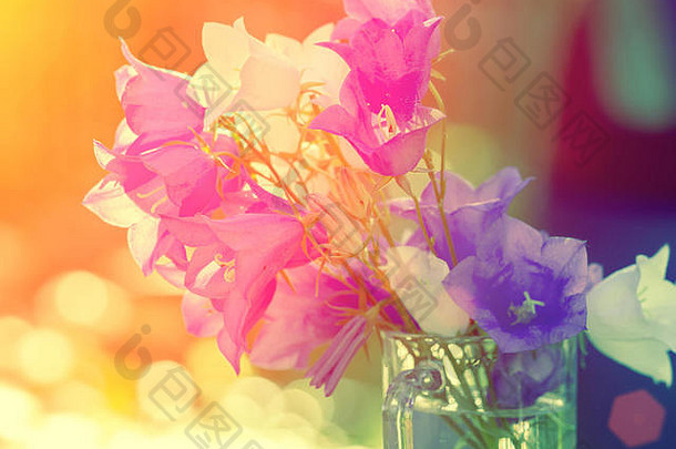 色彩斑斓的古董风信子花布盖夏天花户外表格阳光明媚的一天梯度颜色自然花背景