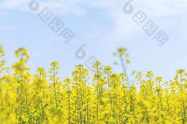 盛开的黄色的油菜籽场蓝色的万里无云的天空风景如画的油菜场蓝色的天空白色毛茸茸的云美妙的图像生态