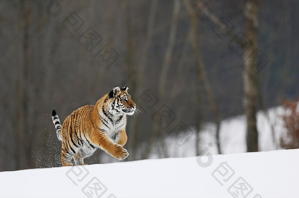 西伯利亚老虎运行典型的冬天环境伯尔彻树背景泰加林俄罗斯豹属tigrisaltaica