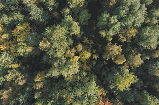 空中前视图秋天树森林9月
