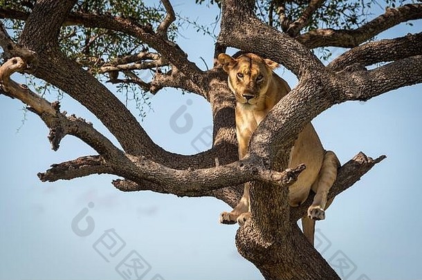 母狮坐在扭曲的树