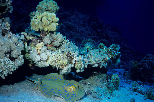 bluespotted黄貂鱼绦虫莱玛CMS游礁起伏不定身体典型的射线埃及红色的海