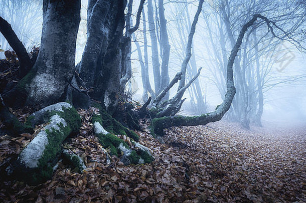 魔法树神秘的<strong>秋天</strong>森林蓝色的雾多雨的早....美丽的景观古董风格