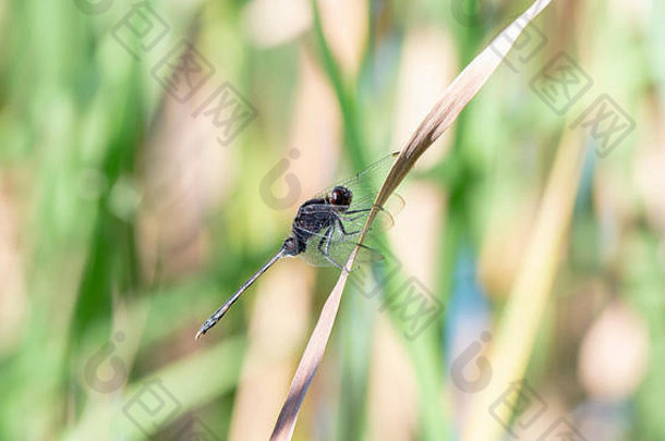 黑色的庞德霍克erythemis阿塔拉蜻蜓栖息干草