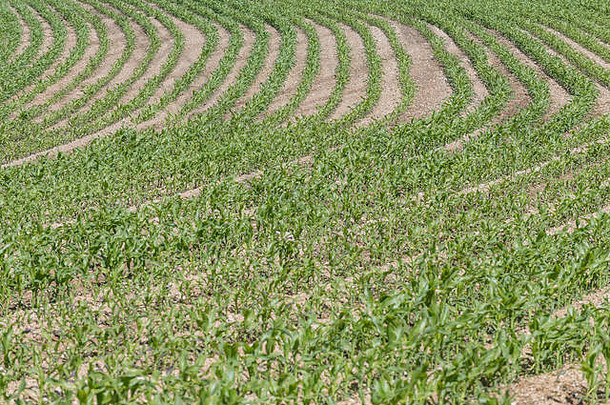 行年轻的玉米甜玉米玉蜀黍属梅斯日益增长的康沃尔郡比喻芽行业经济增长玉米作物日益增长的甜玉米