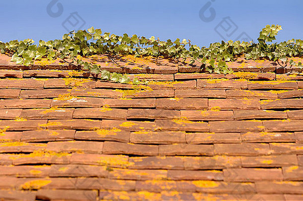 细节粘土平铺的屋顶精品赫里福郡艾薇独特的黄色的橙色地底黄瘤parietina