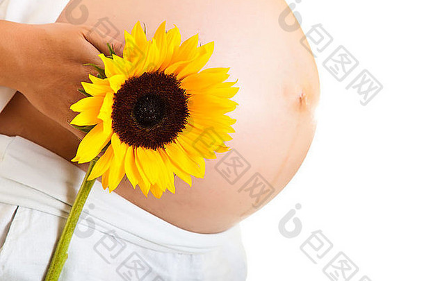 怀孕了女人持有向日葵孤立的白色
