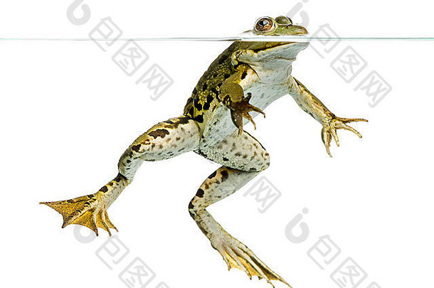 可食用的青蛙查看游泳表面水pelophylaxesculentus白色背景