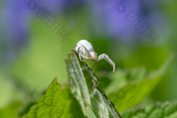 白色蟹蜘蛛misumena瓦蒂亚