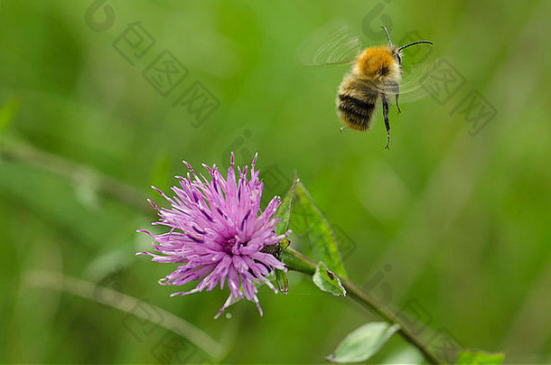 大黄蜂飞行抓住了离开粉红色的野花坎伯兰的草地