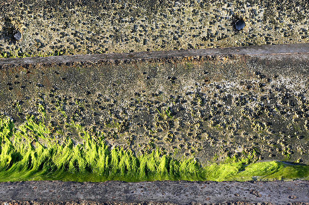 混凝土块形式防浪堤南结束泰比岛乔治亚州藤壶海藻