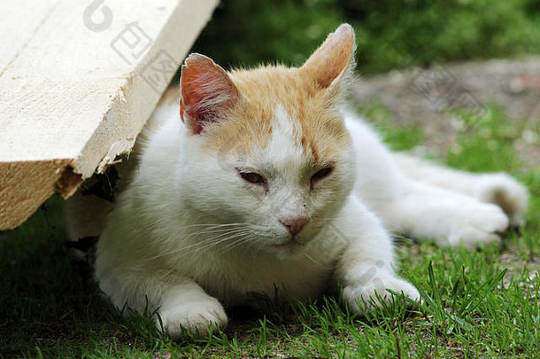 红色的白色无家可归的人猫睡觉轻草阴影夏天