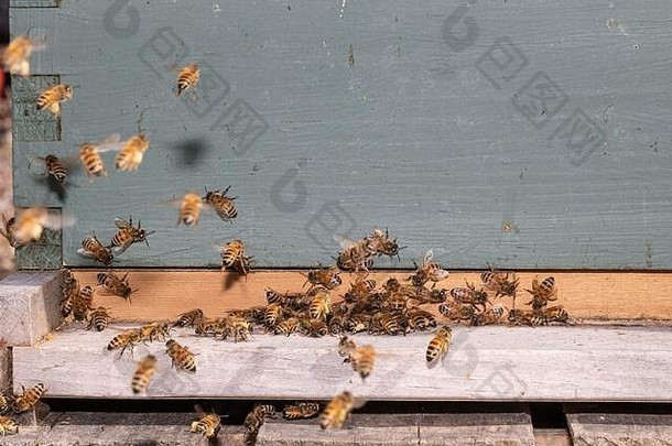 城市蜜蜂殖民地apimellifera