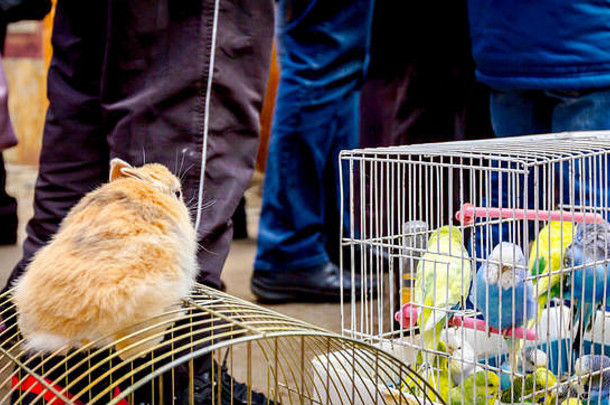 观赏首页宠物巴杰里加斯矮兔子笼子里出售户外跳蚤市场