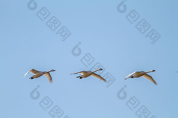 苔原天鹅天鹅座哥伦比亚努斯雄伟的三人组飞行阿尔伯塔省字段蓝色的天空