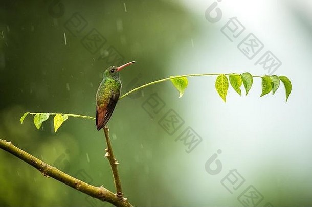 rufous-tailed蜂鸟坐着分支雨蜂鸟热带雨森林哥伦比亚鸟验布小美丽的鸟休息树