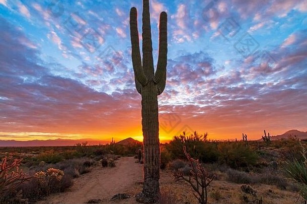 孤独的仙人掌仙人掌光亮彩色的沙漠日出背景亚利桑那州斯科茨代尔保存