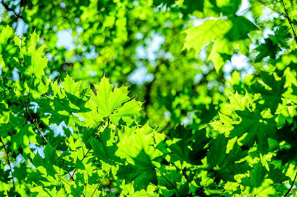 绿色森林树冠叶子自然夏天早....金阳光闪亮的树叶