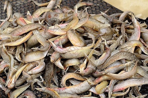 干斑鳍斯皮尼尔巨蛾暹罗泰国市场