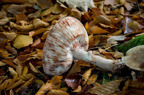 图片单蘑菇铺设叶子图片森林位于荷兰