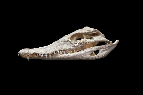 尼洛鳄鱼头骨黑色的孤立的背景