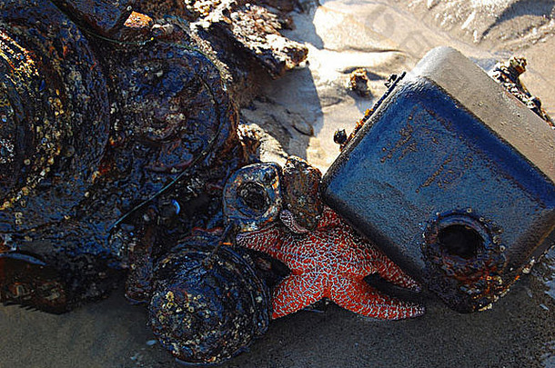 橙色海明星大杜姆海滩加州