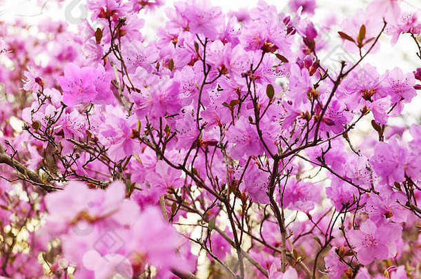 粉红色的花杜鹃花杜鹃集团明亮的樱桃花背景