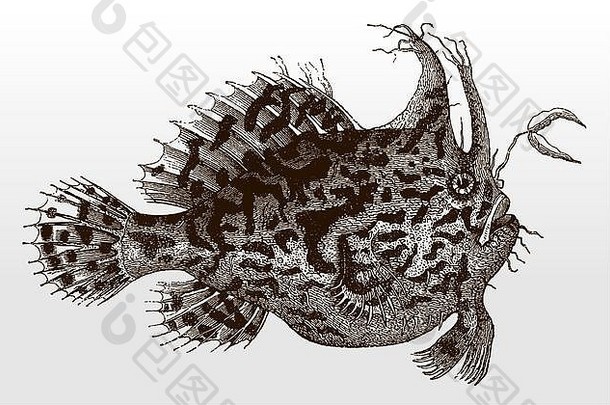 奇怪的海藻鱼琵琶鱼青蛙鱼histrio大西洋海洋古董插图世纪