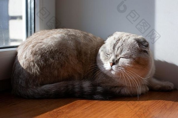 可爱的动物的鼻口灰色的<strong>猫苏格兰折</strong>叠睡觉窗口温暖阳光