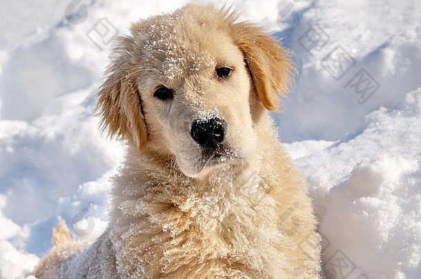 金寻回犬月小狗雪运行玩雪雪脸